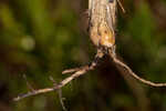 Florida dropseed